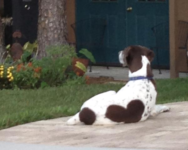 /Images/uploads/Southeast German Shorthaired Pointer Rescue/segspcalendarcontest/entries/31256thumb.jpg